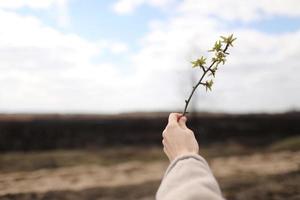 female hand holds a green twig on a background of burnt grass and sky. pollution and restoration of ecology photo