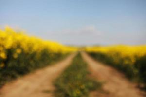 blurred background of yellow rapeseed on a background of the sky. selective focus on color. canola field with ripe rapeseed, agricultural background photo