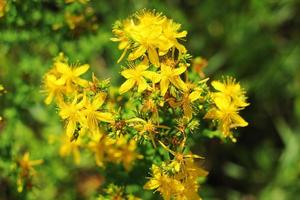 flores amarillas en el campo de principios de verano, fondo del macizo de flores. flores de campo amarillo. foto