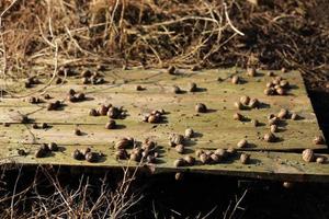 Organic farming, Agriculture, Edible snails on wooden boards. Production of snails. Snail farm. Snails are mollusks with a brown striped shell, at the stage of maturation. photo