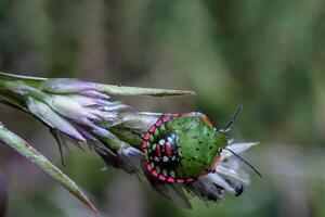 ladybugs, small insects with striking colors and can fly