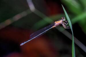 dragonfly, four-winged animal with a large head and long tail photo