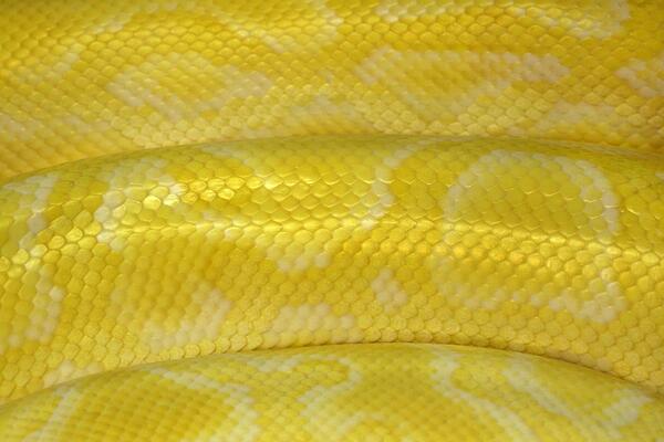 Python Stock Photos, Images and Backgrounds for Free Download
