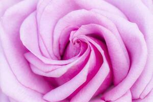Petals of purple roses