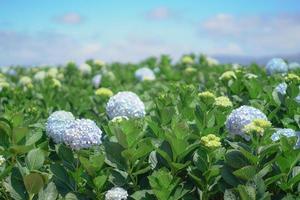 Hermosas flores de hortensia, Hydrangea macrophylla que florece en el jardín foto