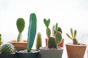 Cactus de cerca en una maceta para la decoración del hogar en el fondo desenfocado foto