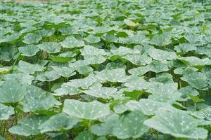 Pumpkin plants growing in the field photo