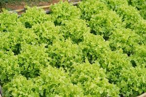 granja de lechugas. Plantas de lechuga verde en crecimiento en el campo foto