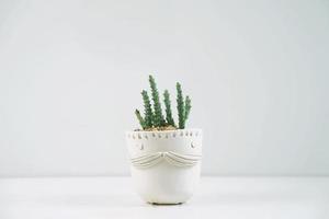 suculentas o cactus en maceta de barro en diferentes macetas. Planta de la casa de cactus en macetas en el estante blanco contra la pared blanca foto
