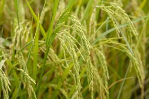 Rice field, close up yellow rice seed ripe and green leaves photo