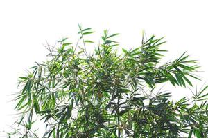 Bamboo forest and green leaves with natural light isolated on white background photo