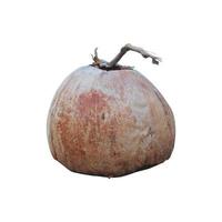 Brown Coconut isolated on white background photo