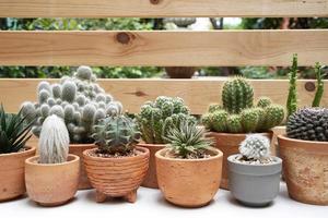 Suculentas y cactus en diferentes macetas de barro sobre la mesa blanca foto