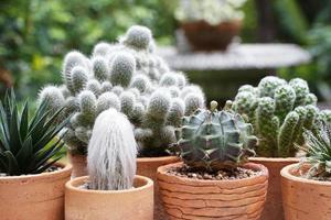 Suculentas y cactus en diferentes macetas de barro sobre la mesa blanca foto