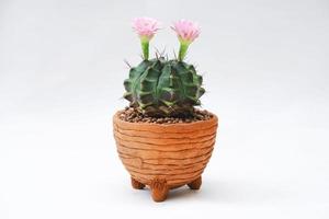 Cactus with pink flower in a clay pot on white background photo