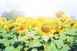 girasoles en el campo durante la puesta de sol foto