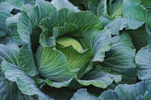 Organic cabbage vegetable food in field garden photo
