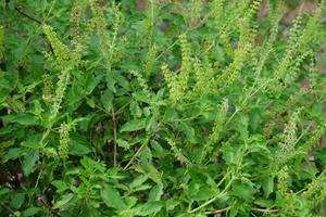 Holy Basil plant photo