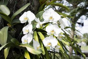 flor de la orquídea en el jardín tropical foto
