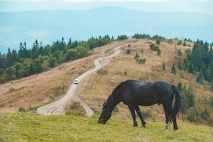 Black horse eating grass at mountains field photo