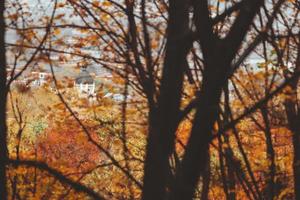 Autumn season maple tree branches with yellow leaves photo