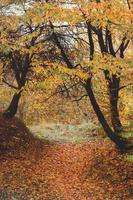 Autumn season maple tree branches with yellow leaves photo