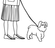 Vector black and white outline illustration of small dog walk on a leash