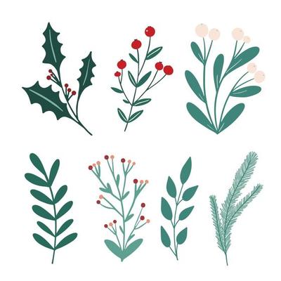 Holiday Greenery Illustrations  Christmas flowers, Christmas