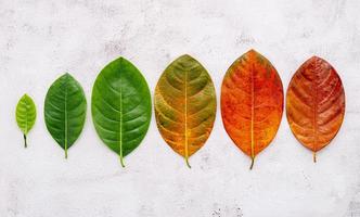 Different age of leaves and colour set up on white concrete background. Ageing and seasonal concept colorful leaves with flat lay and copy space. photo