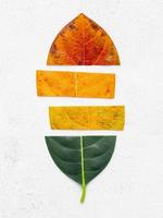 Different age of leaves and colour set up on white concrete background. Ageing and seasonal concept colorful leaves with flat lay and copy space. photo