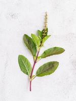 Blanch of fresh holy basil leaves set up on white concrete background with flat lay and copy space. photo