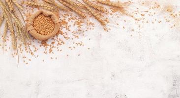 Wheat ears and wheat grains set up on white concrete background. photo