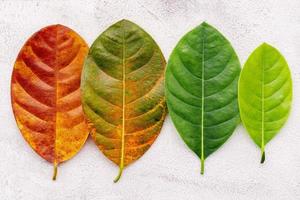 Different age of leaves and colour set up on white concrete background. Ageing and seasonal concept colorful leaves with flat lay and copy space. photo