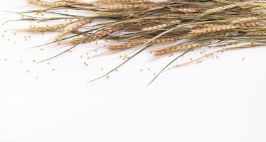 Wheat ears and wheat grains setup  on white wooden background. Top view and copy space. photo