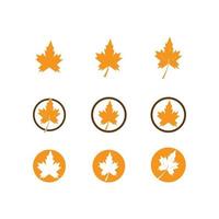 Maple leaf illustration vector