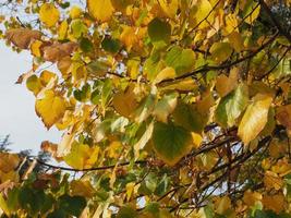 fondo de textura de hojas de otoño amarillo foto