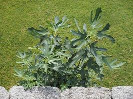 Fig tree and meadow photo