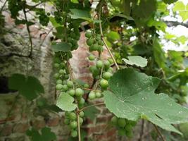 uvas blancas en un viñedo foto