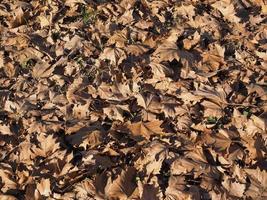 Fondo de textura de hojas marrones foto
