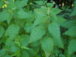 Ortiga también conocida como urtica dioica también conocida como planta de ortiga foto