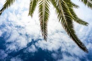 Palm tree leaves as a natural background photo