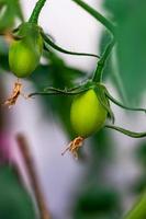Gardening concept with growing tomato photo