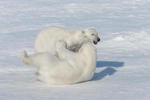 Two young wild polar bear cubs playing on pack ice in Arctic sea, north of Svalbard photo