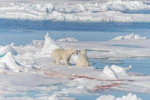 Two young wild polar bear cubs playing on pack ice in Arctic sea, north of Svalbard photo