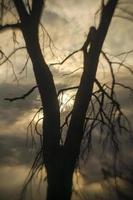 silueta de árbol sin hojas contra las nubes tormentosas durante la puesta de sol. foto
