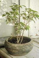 A home plant in a ceramic pot on an old window sill photo