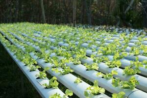 Vegetable green oak growing in hydroponic system photo