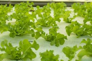 Vegetable green oak growing in hydroponic system photo