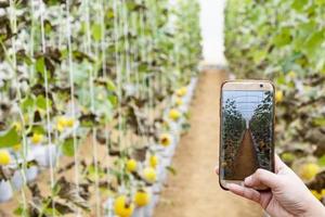agricultor observando una fotografía de melón archivada en teléfono móvil foto
