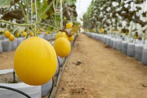 Melons in the greenhouse photo